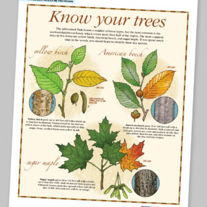 Know your Trees
