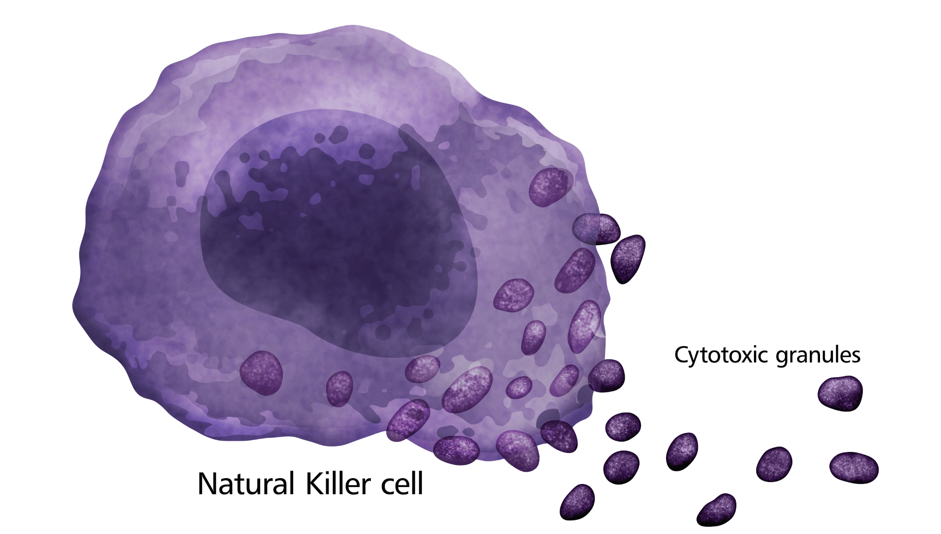 Natural Killer Cell